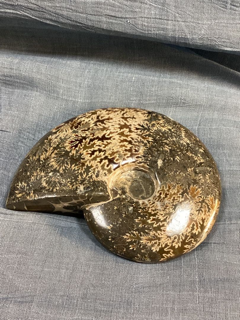 ろ*ず様 アンモナイト　化石　オブジェ　コレクション　置物(大サイズ)