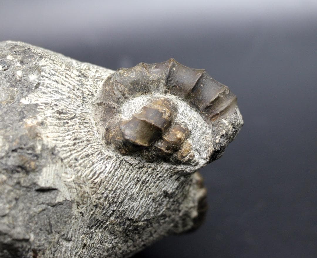 【限定値下げ中】博物館級 異常巻 アンモナイト 7化石密集 アイノセラス 高品質