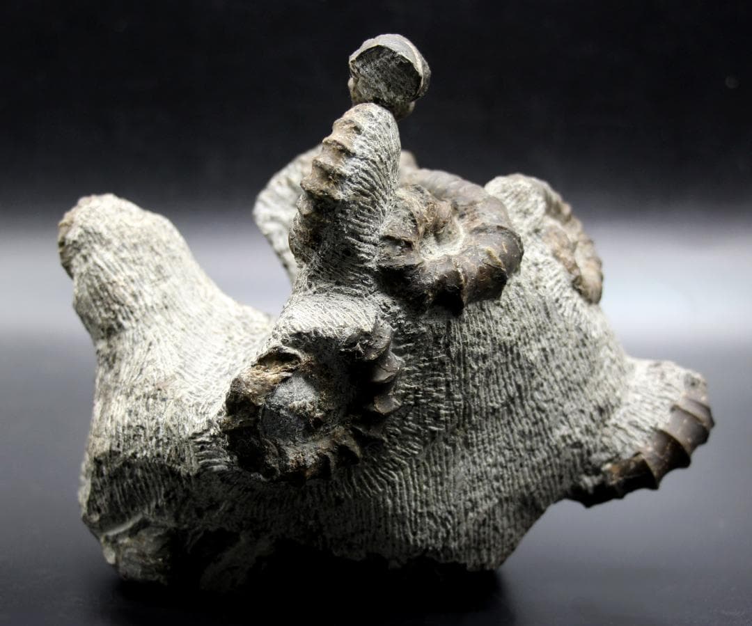 【限定値下げ中】博物館級 異常巻 アンモナイト 7化石密集 アイノセラス 高品質