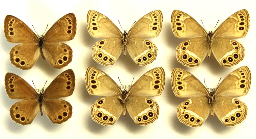カ*コ様 ウラジャノメ　北海道産　6♂　日本産蝶標本