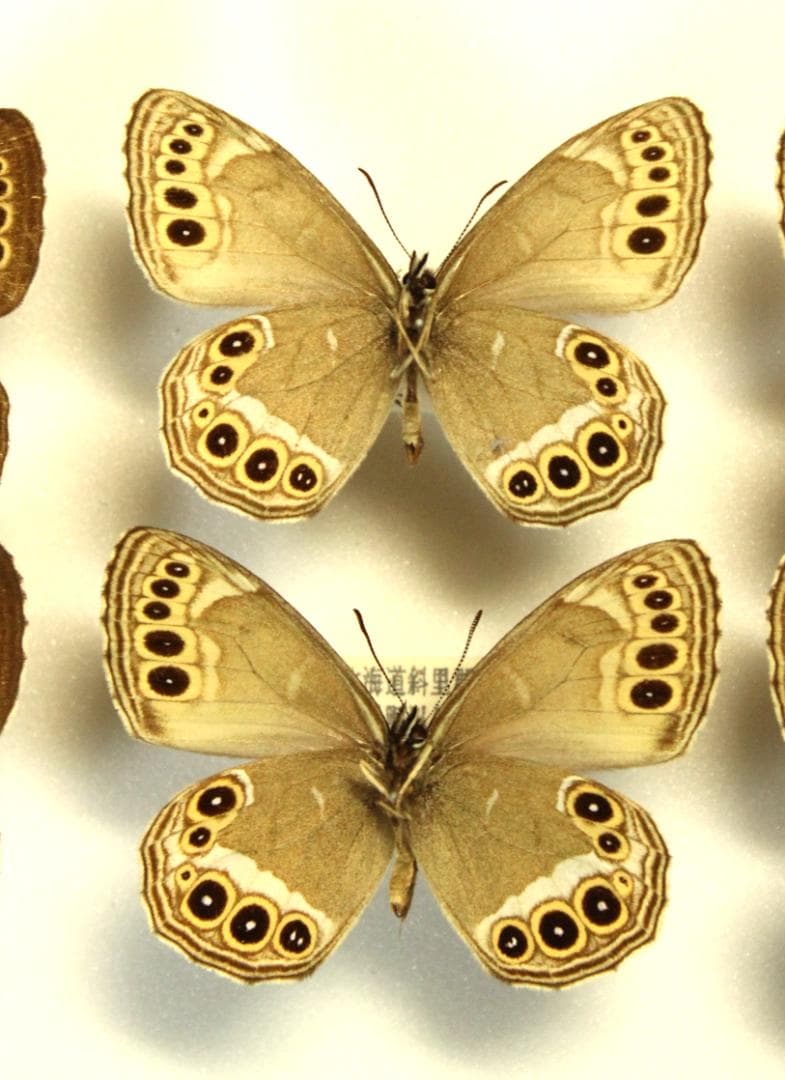 カ*コ様 ウラジャノメ　北海道産　6♂　日本産蝶標本