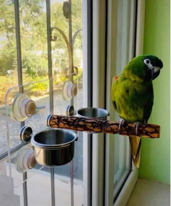 アクリル板止まり木セット 小型 中型 大型インコ兼用 風呂場 車窓 備長炭