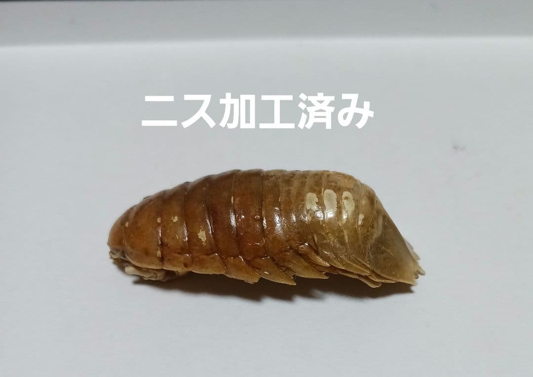 グソクムシ標本 約5cm