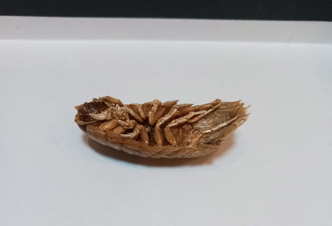 グソクムシ標本 約5cm