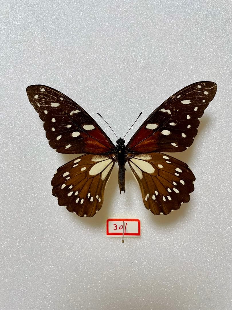 レックスアゲハ（オス、コンゴ産）