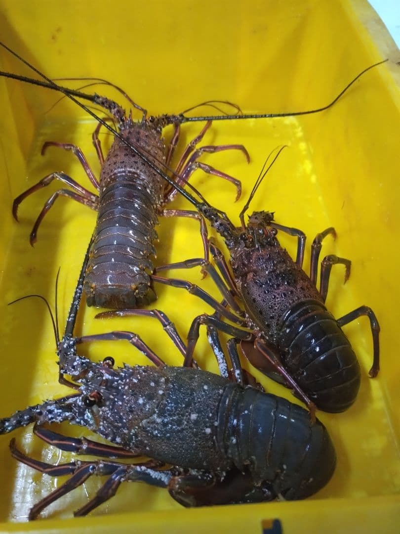 活け　伊勢海老　和歌山県産