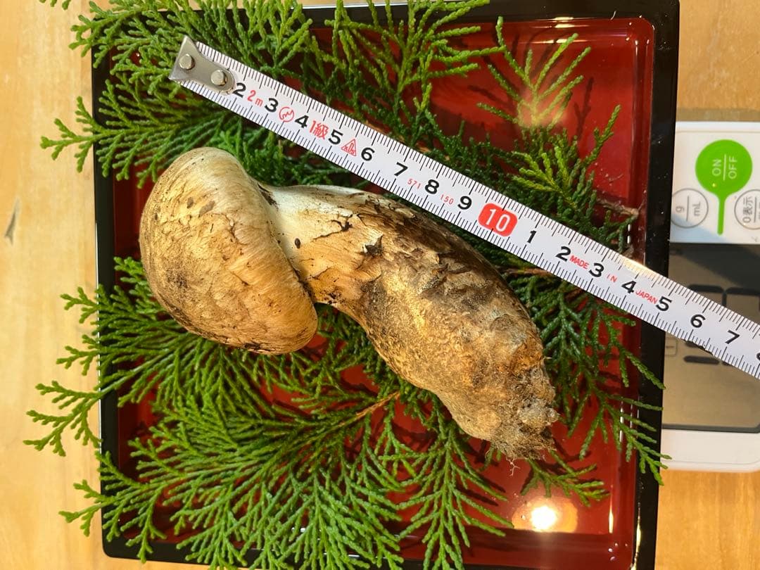 松茸149g（1本）長野県産松茸　南信州産松茸　国産松茸