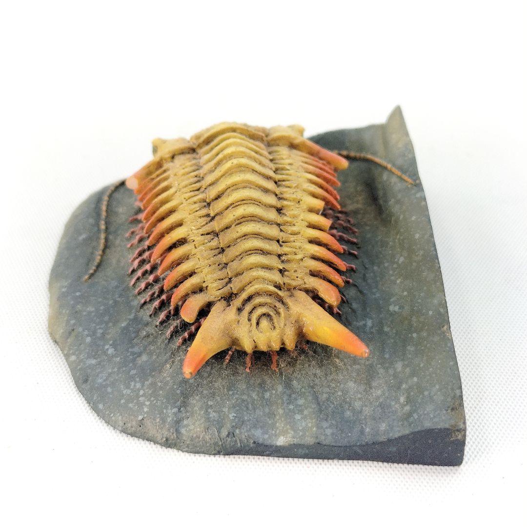 国立科学博物館 三葉虫 セロウリネラ フィギュア 海洋堂 限定