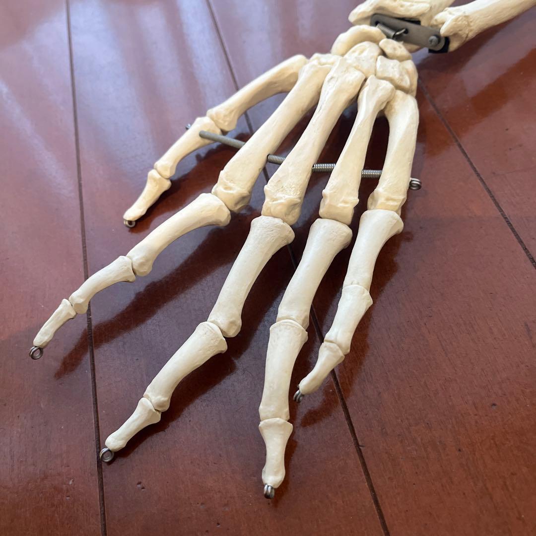 骨格模型　3B Scientific 手　橈骨　尺骨