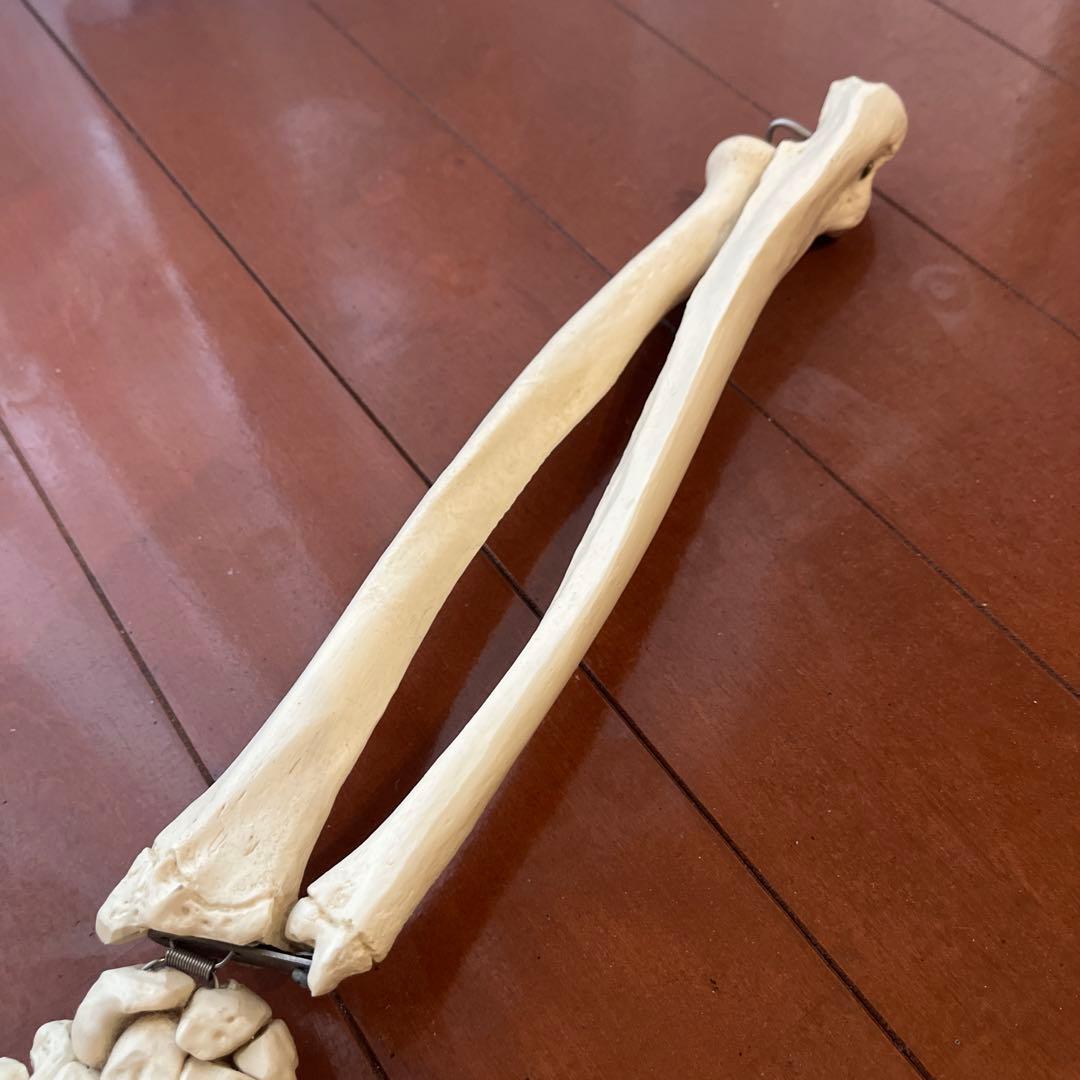 骨格模型　3B Scientific 手　橈骨　尺骨