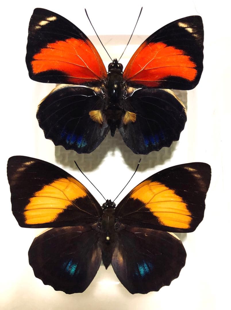 蝶標本　アグリアス2種セット 3