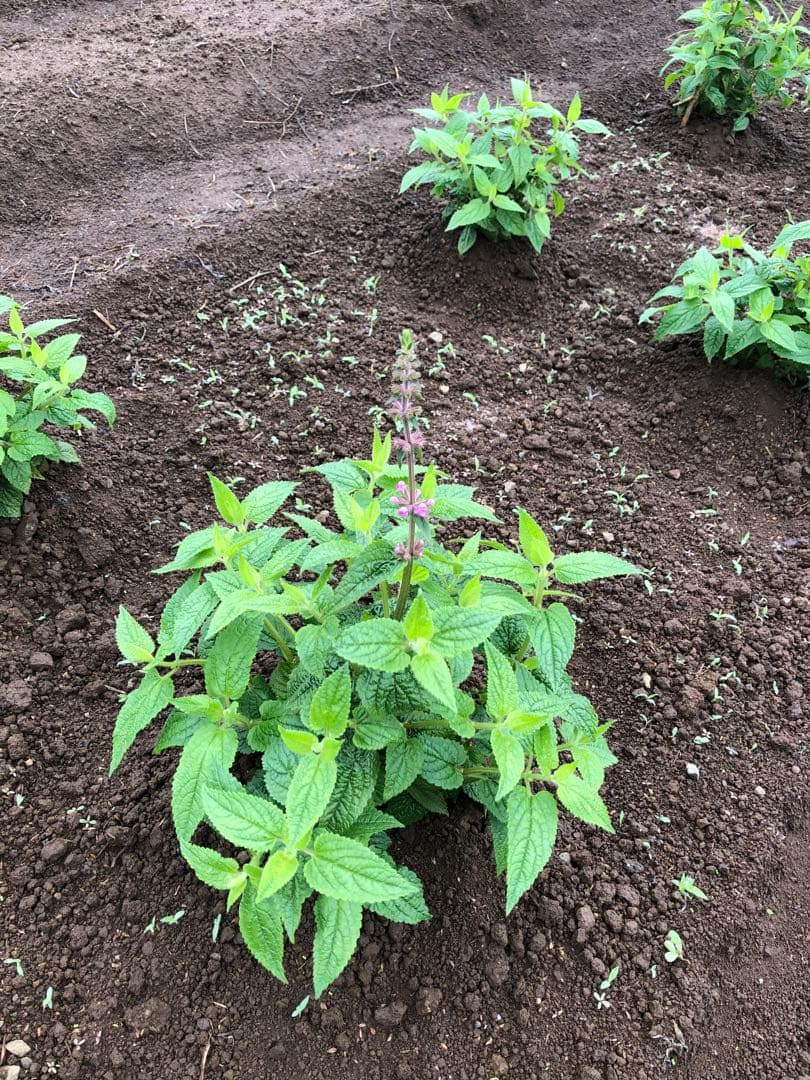 ちょろぎ2kg 珍しい生のちょろぎを採りたてでお届け※種芋にもなります#03