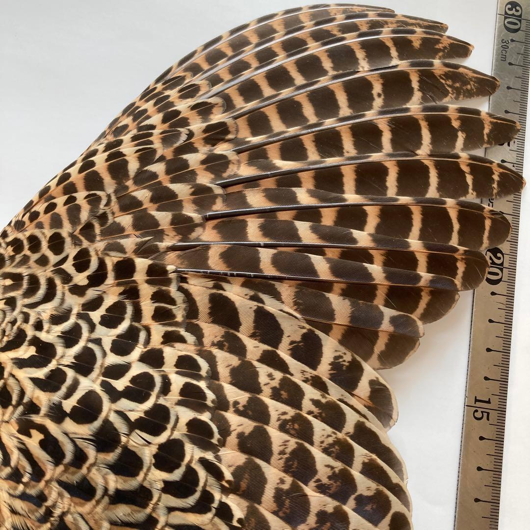 鳥の羽根　キジの翼と足