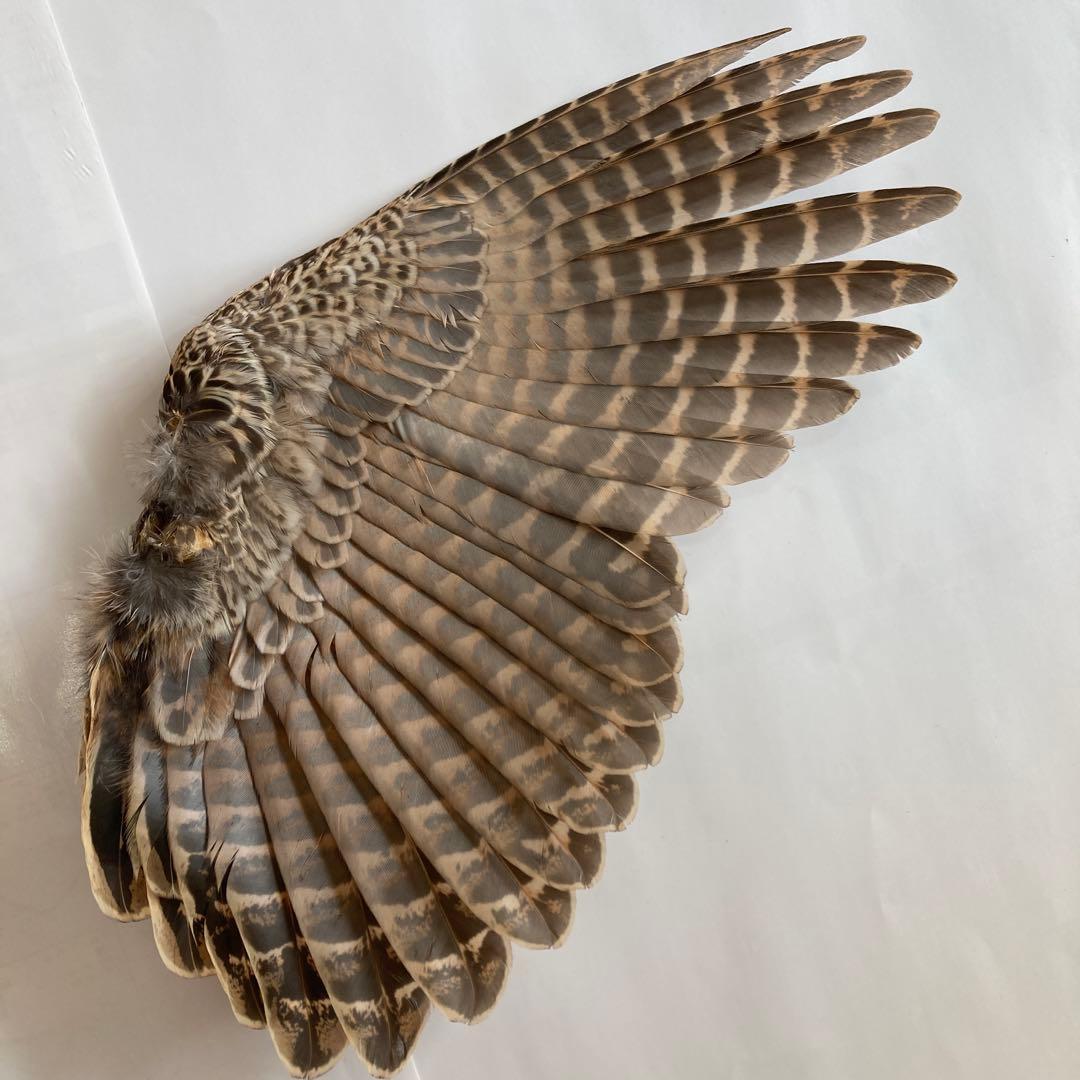 鳥の羽根　キジの翼と足