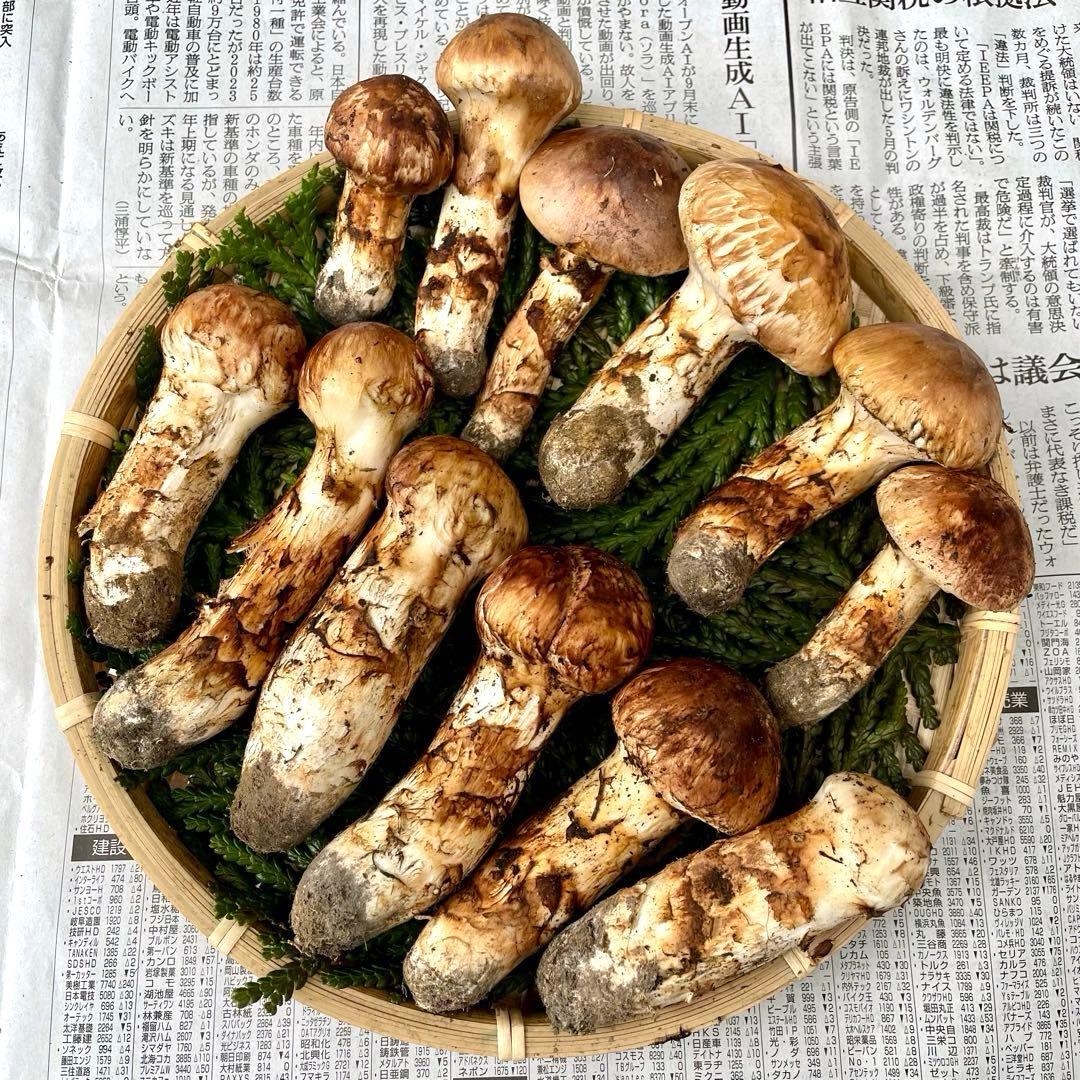 天然きのこ 松茸 国産 良品‼️ マツタケ まつたけ 森の凛さん採取 その167