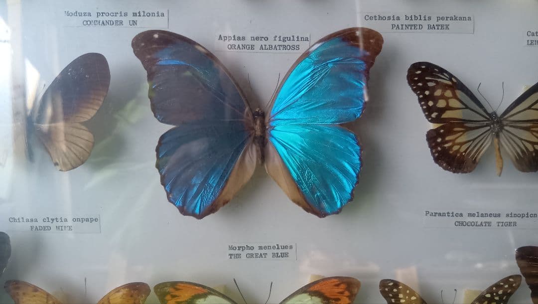 シンガポール 蝶標本 壁掛け用