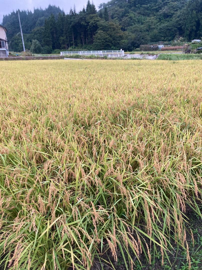 令和7年産　魚沼コシヒカリ玄米30kg