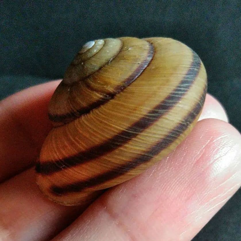 骨格　標本　カタツムリ　殻　美品　３５mm