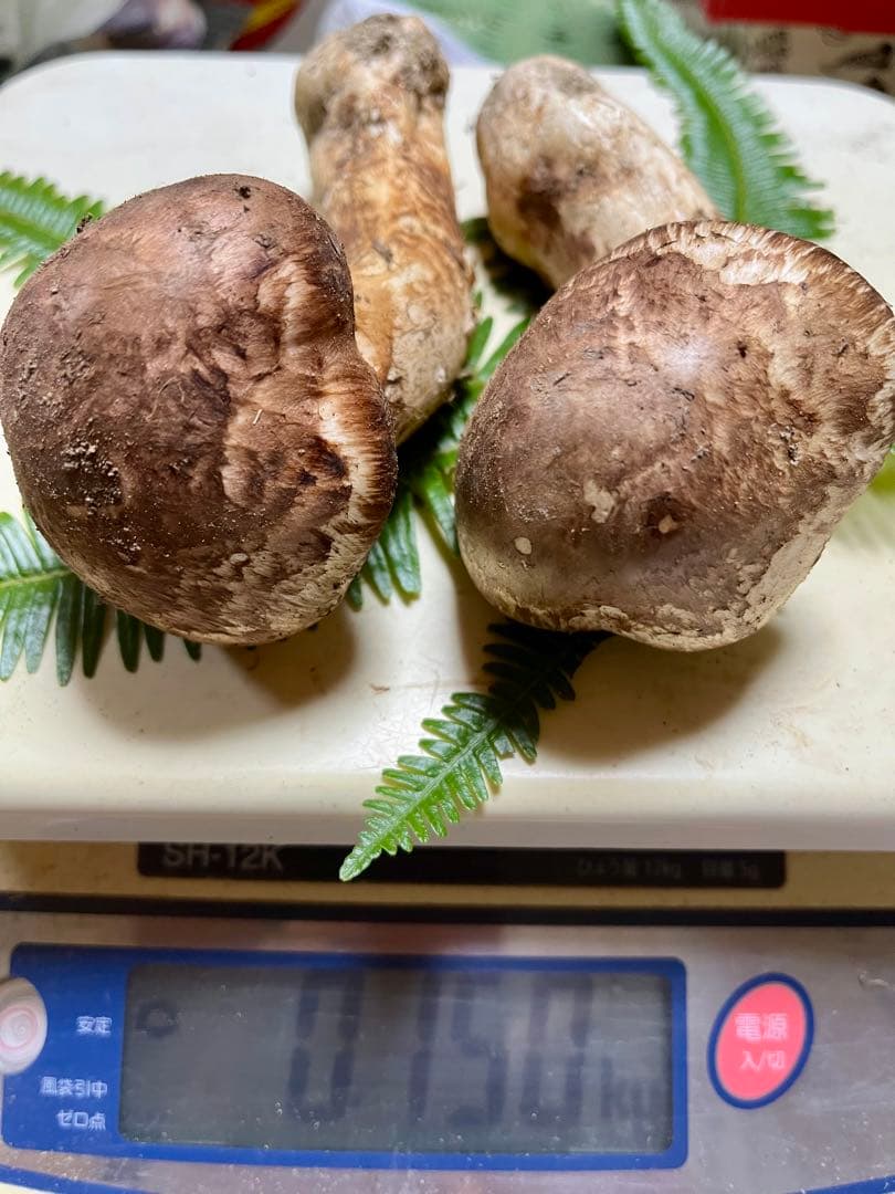 【大阪泉州産】天然松茸 採れたて良品☆2本150g国産