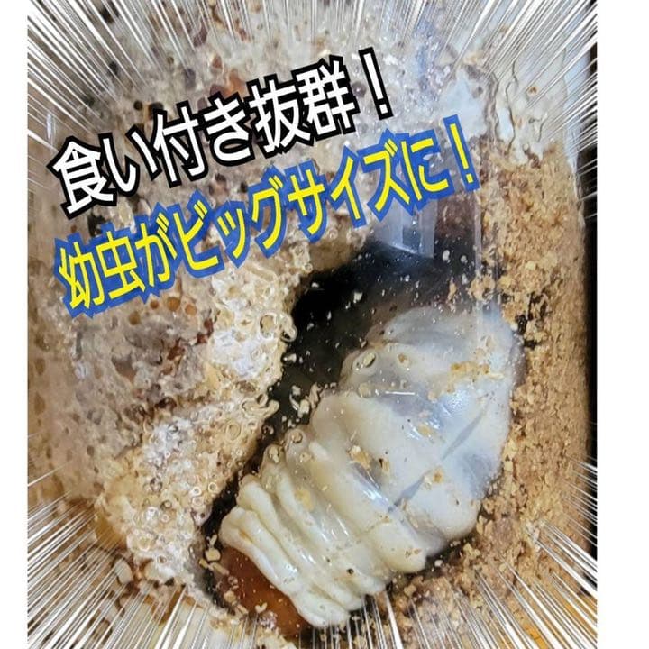 極上！ヒマラヤひらたけ菌糸ブロック【8個】初菌のみ使用！国産オオクワ85ミリ実績