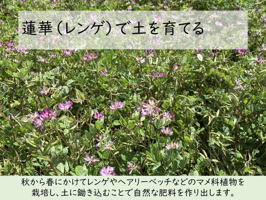 10kg　玄米食に最適「はるみ」自然栽培米　農薬不使用　玄米