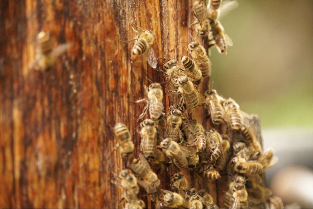 はちみつ　日本蜜蜂のハチミツ　奥山の奥の蜂蜜と花粉入りのはちみつ