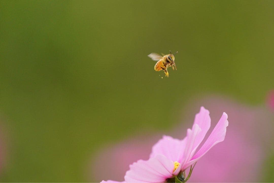 はちみつ　日本蜜蜂のハチミツ　奥山の奥の蜂蜜と花粉入りのはちみつ