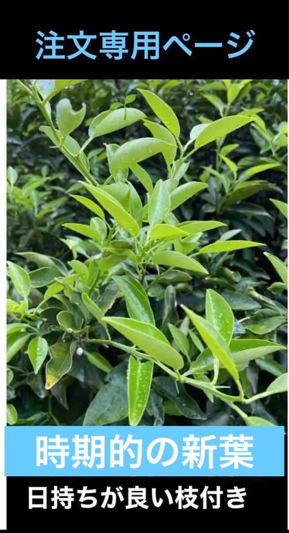 注文用ページ、アゲハ幼虫餌、枝付き(長く日持ちが良い)葉、ランダム、春の一番新芽