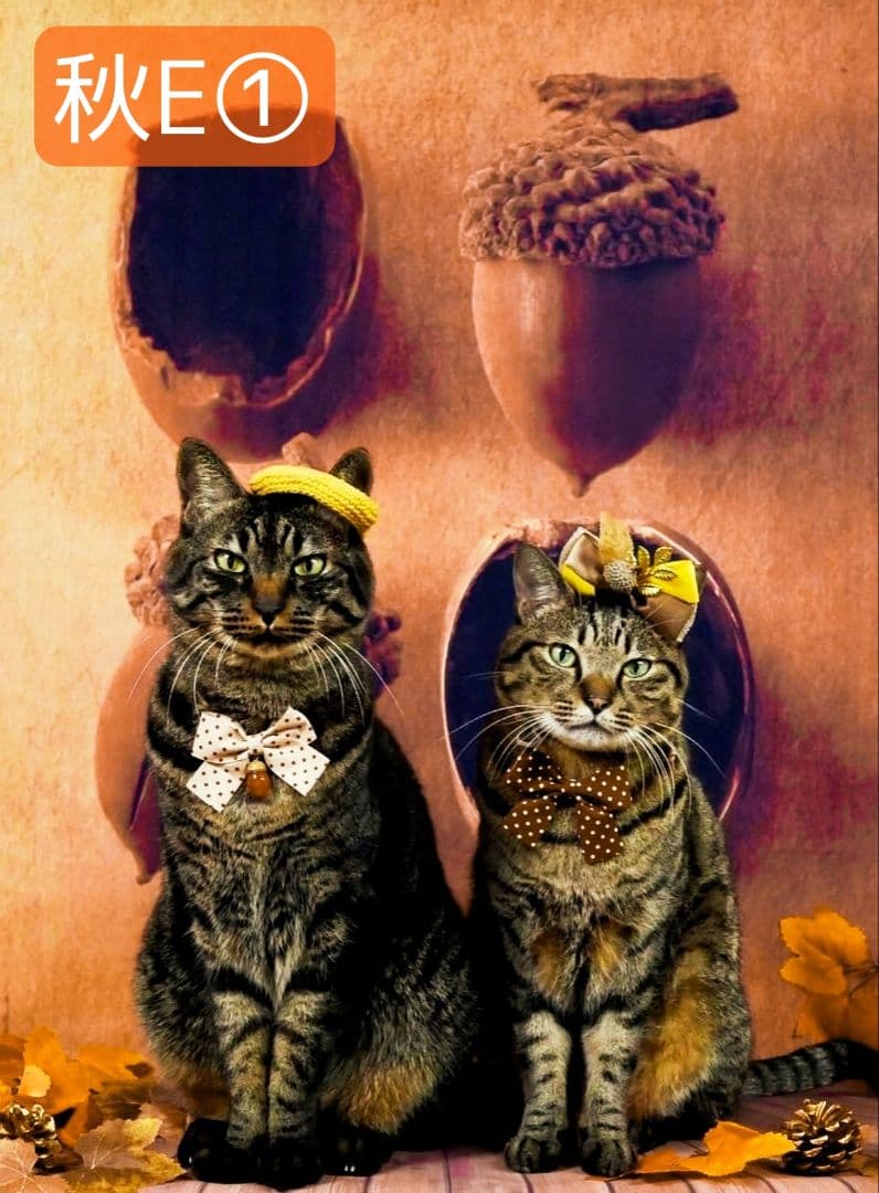 背景布ハロウィン　ペット撮影用フォトブース　業務用トリミングチョーカー販売中