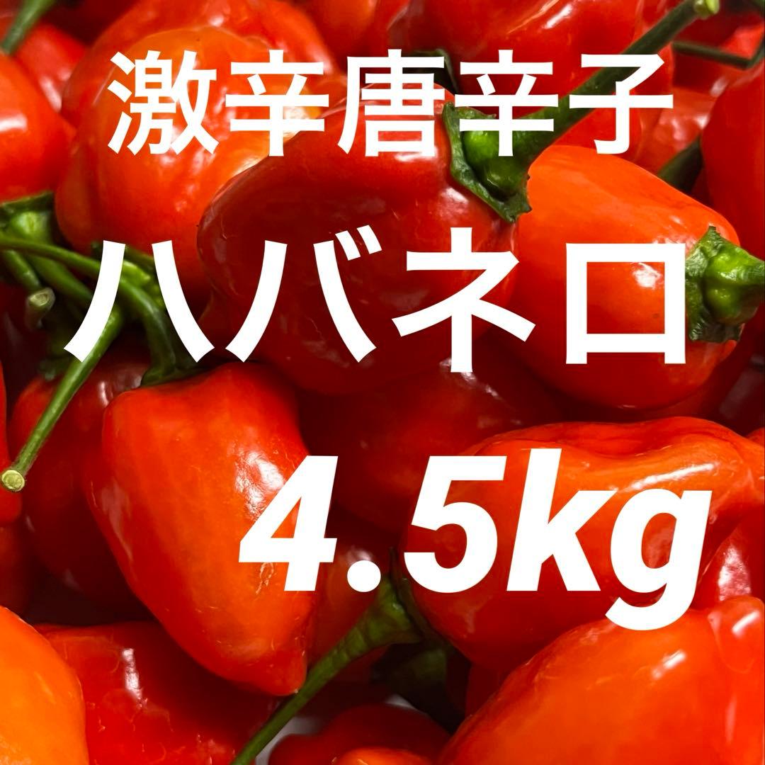 ★激辛唐辛子★ハバネロレッド 4.5 kg 農家直送 広島県産