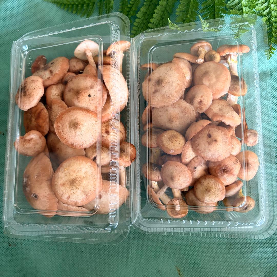 食材仕入れ専門‼️ 天然きのこ クリタケ ハナイグチ ナラタケ 2150ｇ