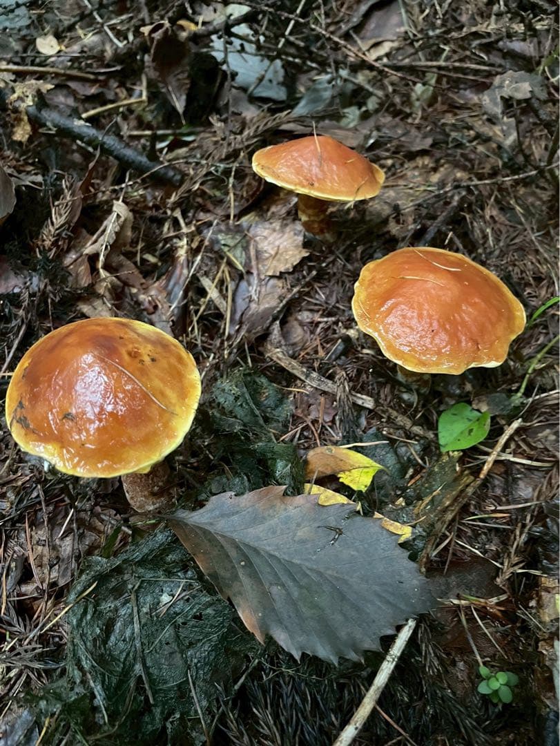 食材仕入れ専門‼️ 天然きのこ クリタケ ハナイグチ ナラタケ 2150ｇ