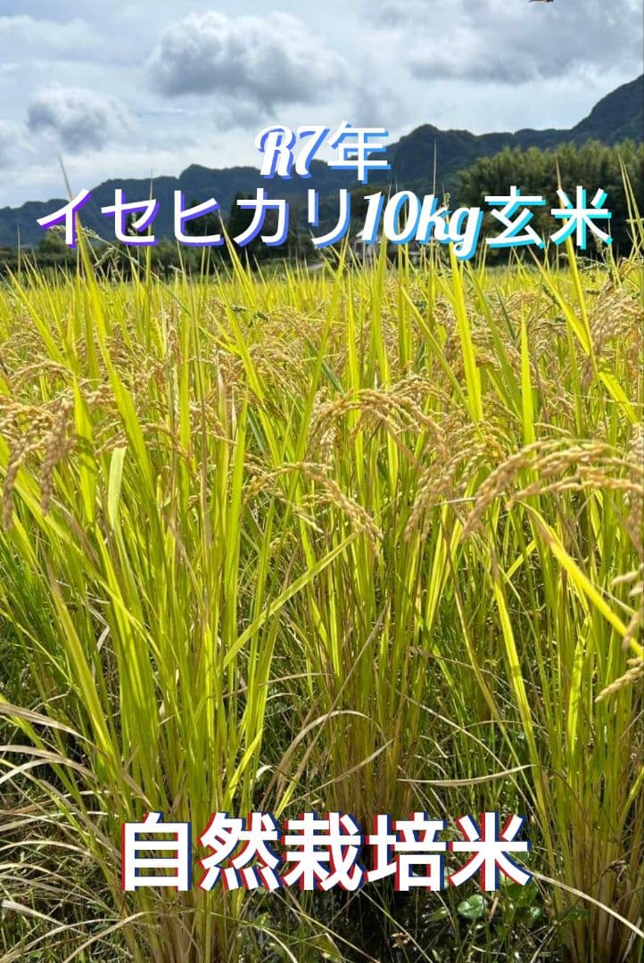 令和7年 自然栽培米　イセヒカリ 10kg 玄米