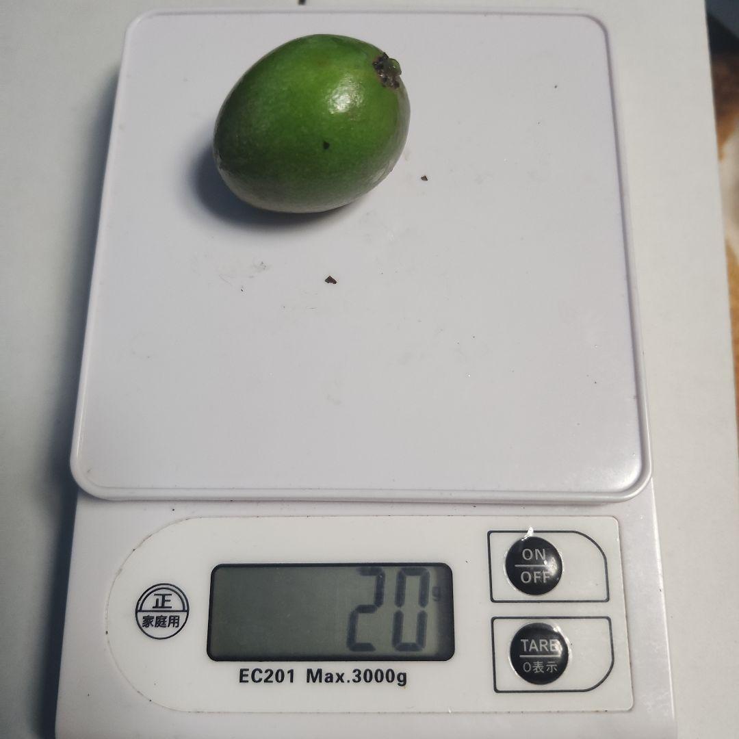 P*r様 沖縄県産 摘果マンゴー 青マンゴー 20kg 常温発送 オークションE