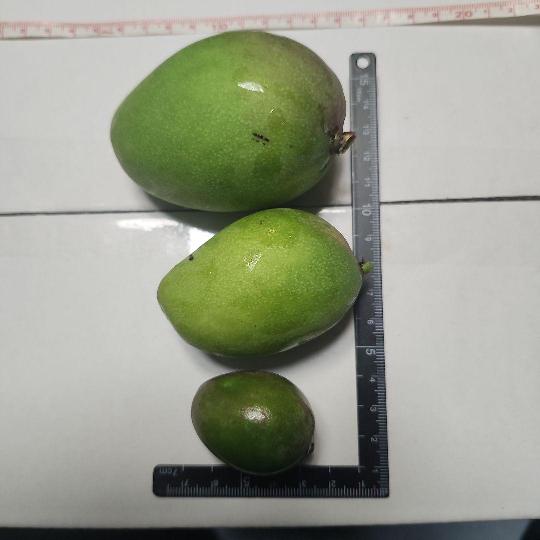P*r様 沖縄県産 摘果マンゴー 青マンゴー 20kg 常温発送 オークションE