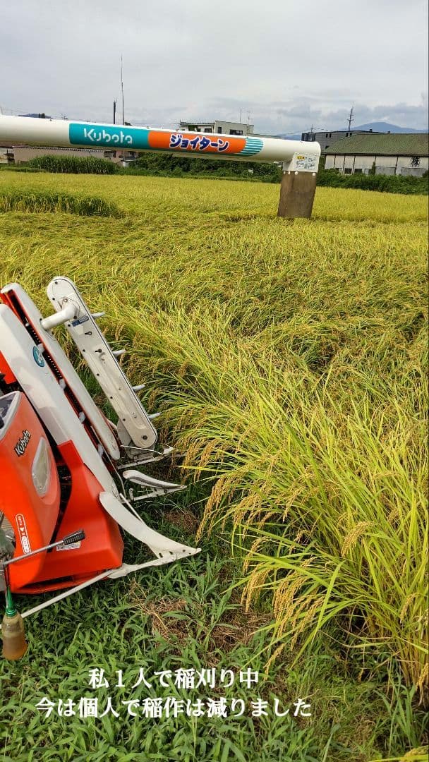 有機栽培米は超希少米 ７年産コシヒカリ 玄米10kg 特別栽培① 農薬等不使用