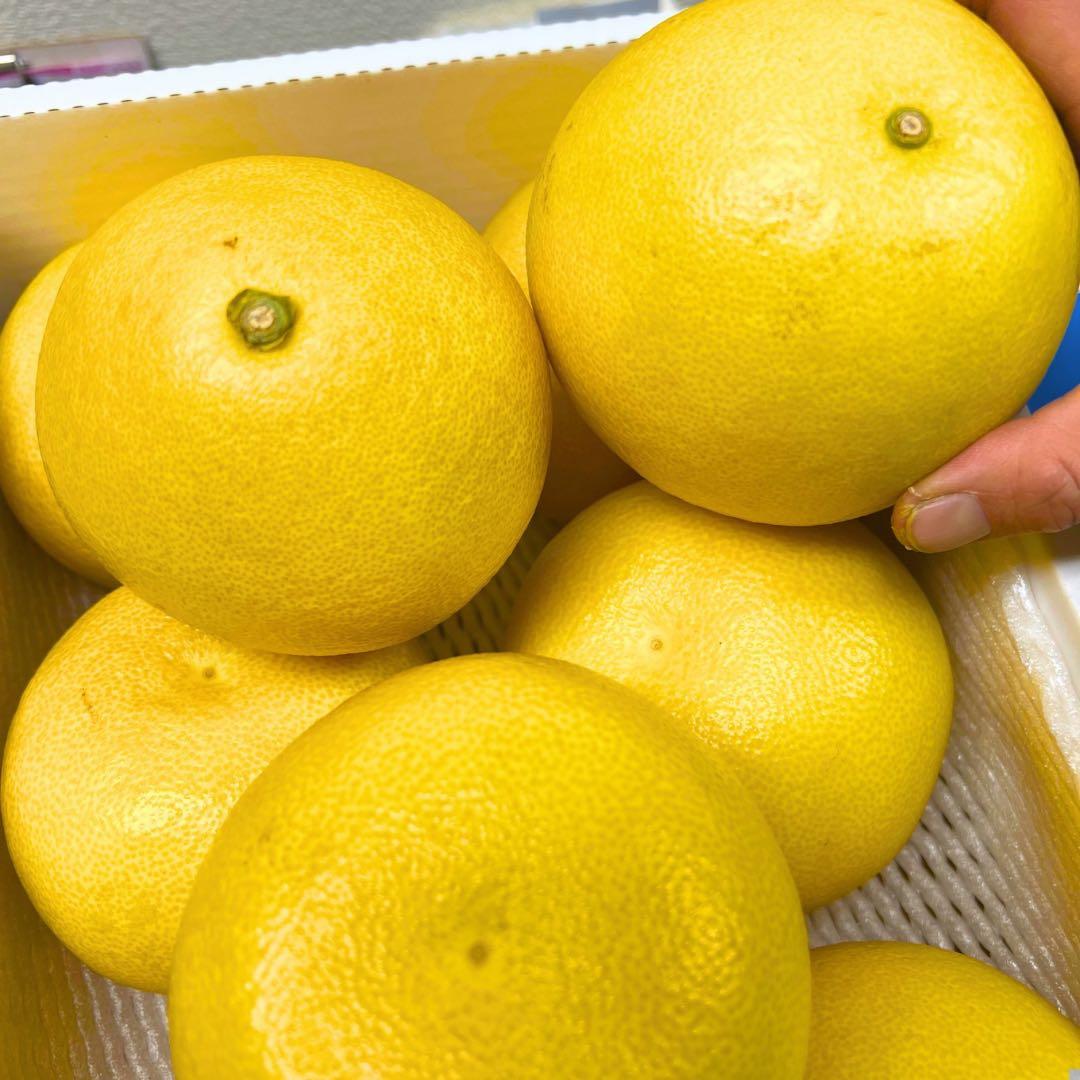 文旦　土佐文旦　ハウス栽培　　41