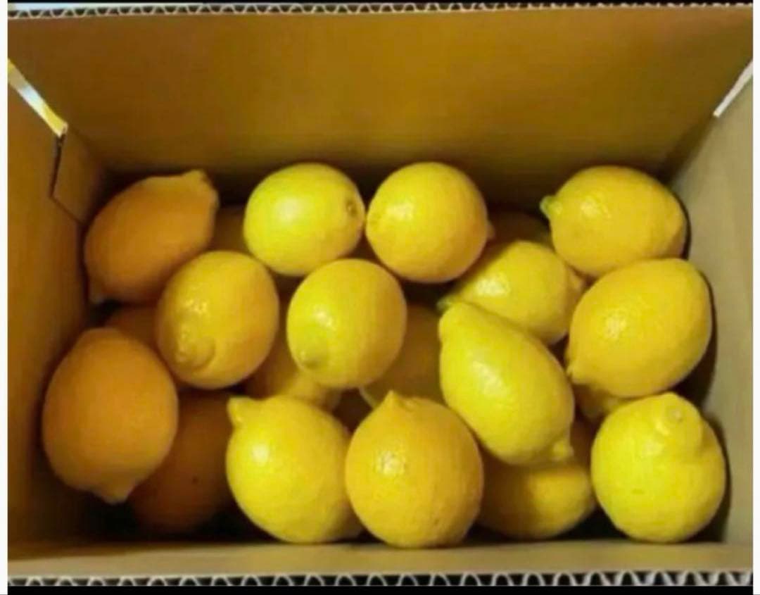 ■国産瀬戸田レモン15kg前後　あんころもち様