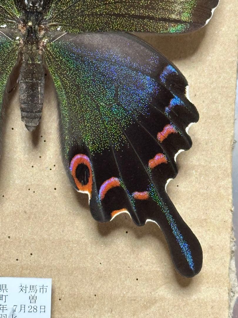 ミヤマカラスアゲハ　標本　飼育品