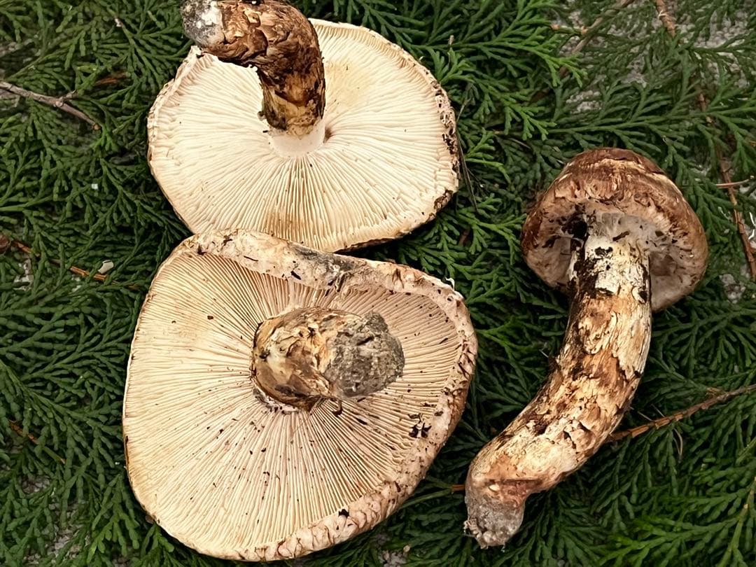 松茸　国産　山口県産　約220g 11月11日10時収穫