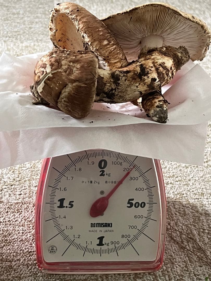 松茸　国産　山口県産　約220g 11月11日10時収穫