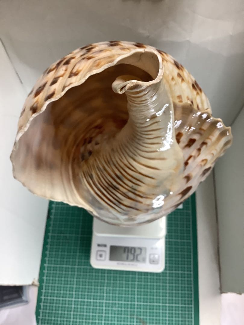 ヤフメリ18・法螺貝・山伏・修験者・金峯山・羽黒山・戦国武将・縁起物・熊除け笛