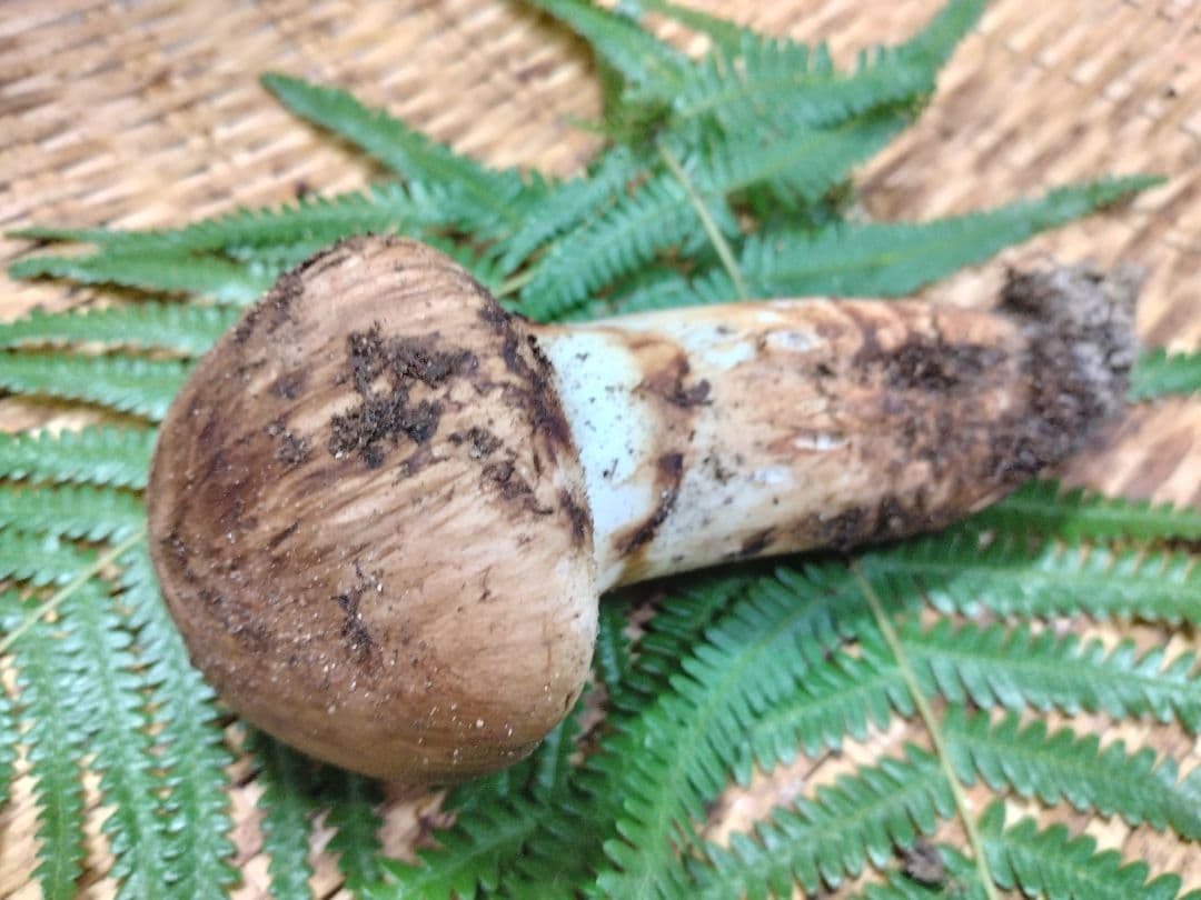 天然きのこ　マツタケ　松茸　約100g　きのこ