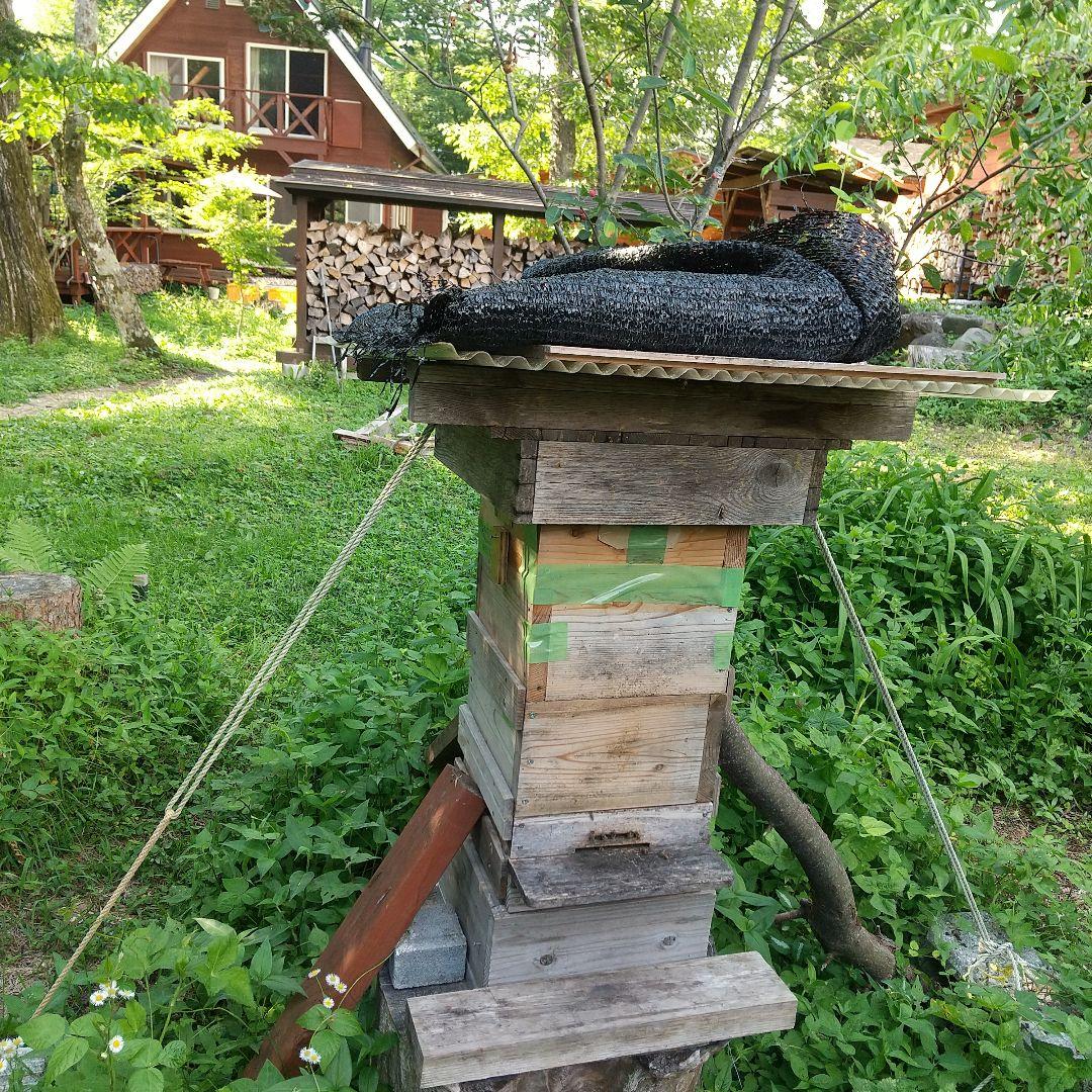 日本蜜蜂天然 ハチミツ 1160g 八ヶ岳西麓1250m