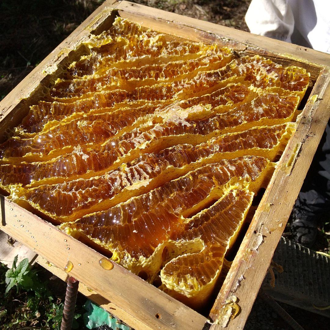 日本蜜蜂天然 ハチミツ 1160g 八ヶ岳西麓1250m