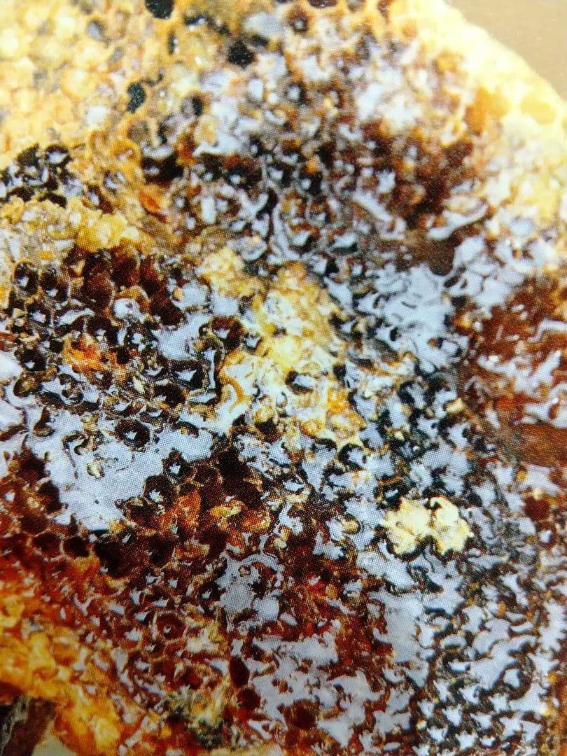 ぷに成ります希少！国産天然日本百花はちみつ鹿児島県南薩摩養蜂園蜂蜜計3kg