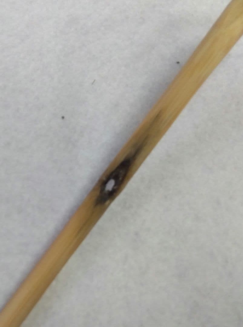 茶道具 茶杓 シュミ竹 染竹 虫喰 法谷文雅 銘 雪間の草 竹憲 京銘竹