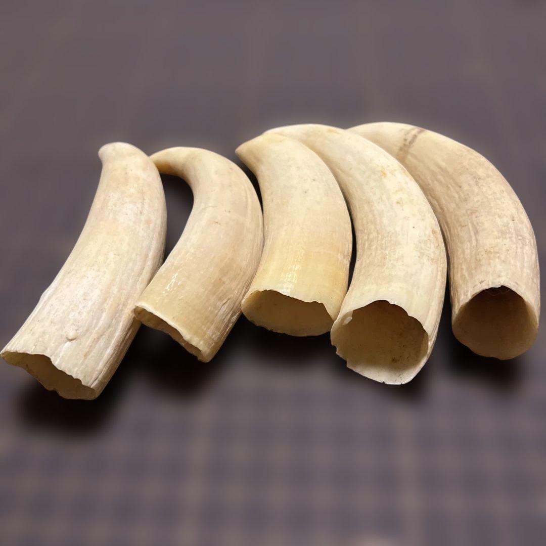 鯨歯　マッコウクジラの歯