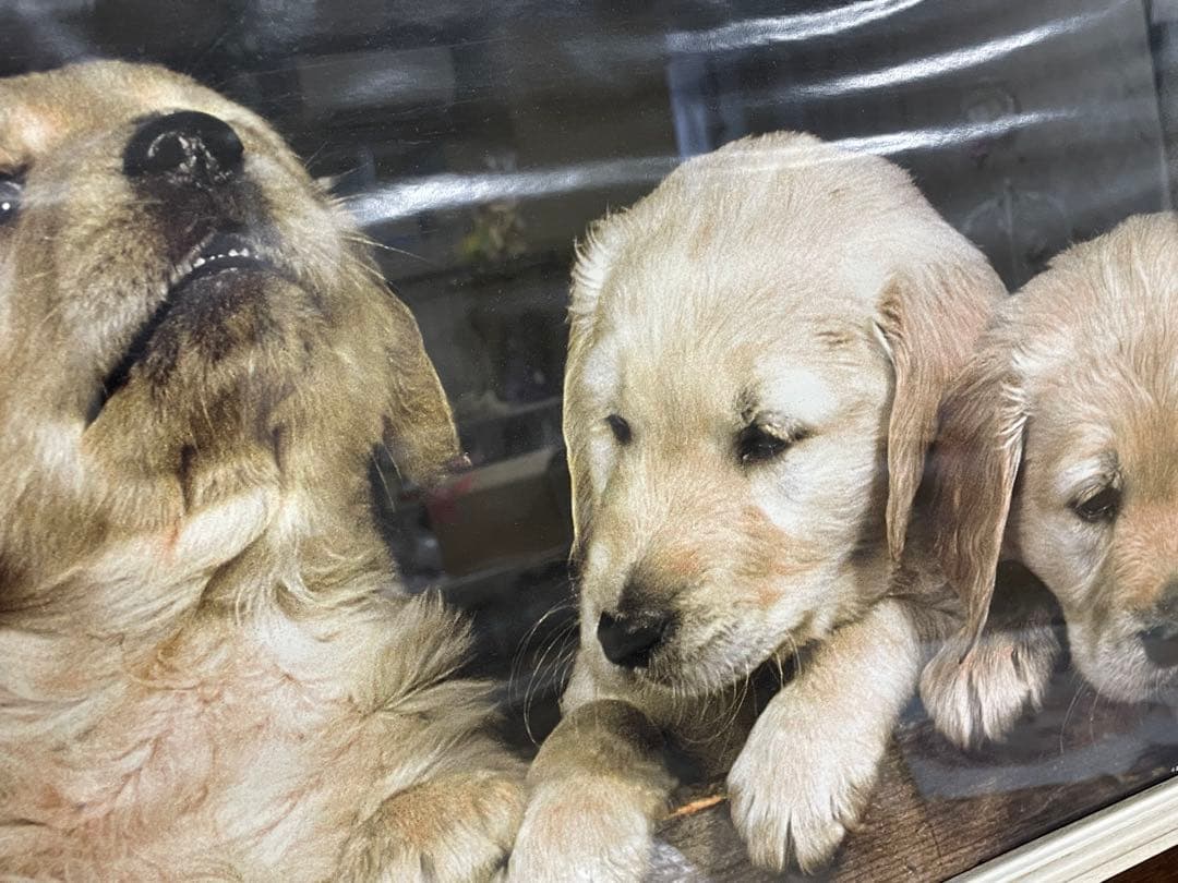 ゴールデンレトリバー 子犬 ポスター 木製フレーム ロングフレーム イタリー製