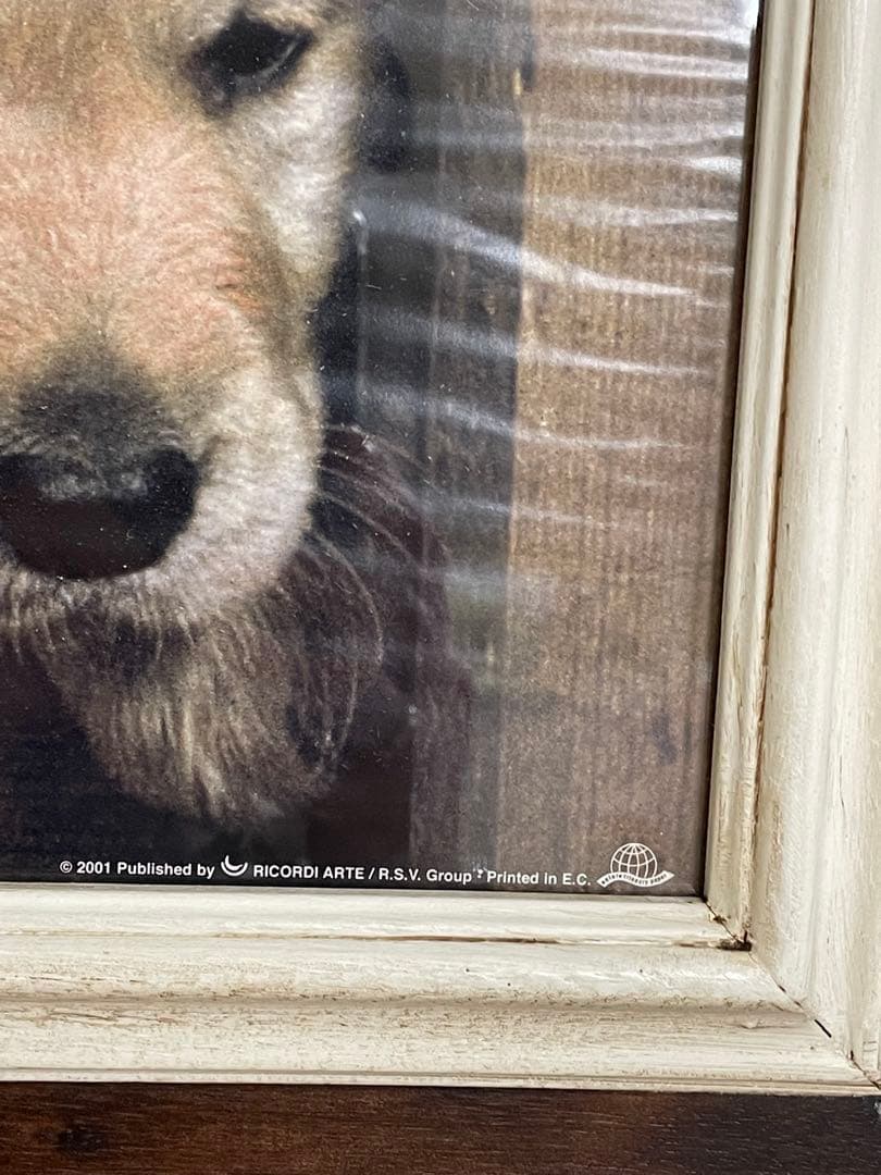 ゴールデンレトリバー 子犬 ポスター 木製フレーム ロングフレーム イタリー製